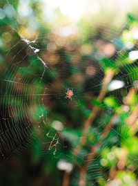 Close-up of spider on web