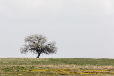 Tree on grassy field against cloudy sky