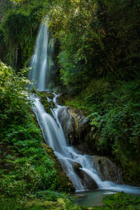 Stream flowing through forest