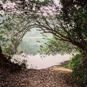 Scenic view of forest