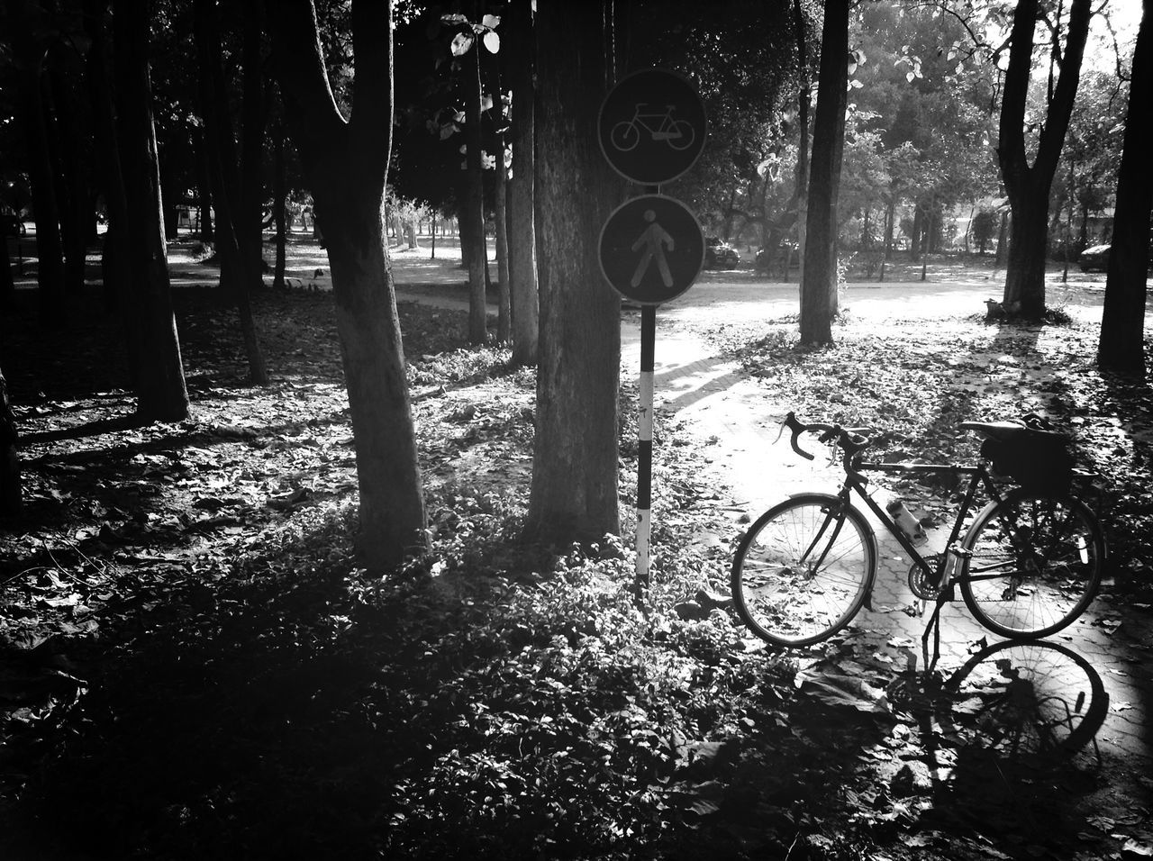 tree, tree trunk, park - man made space, bicycle, growth, tranquility, sunlight, nature, shadow, branch, outdoors, park bench, day, plant, beauty in nature, no people, park, footpath, fence, bench