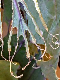 Full frame shot of plant