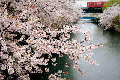 Close-up of cherry blossom tree by river