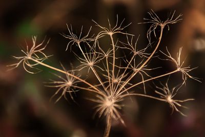 Close-up of illuminated plant at night