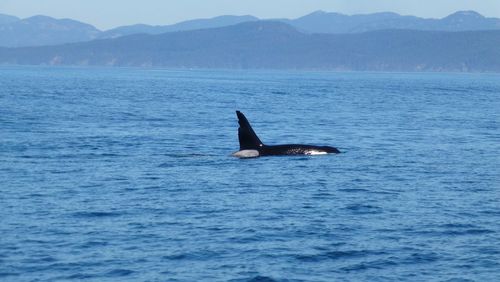 View of duck swimming in sea