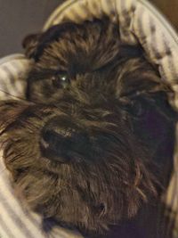 Close-up portrait of a dog