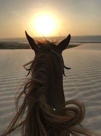 Horse in the sea at sunset