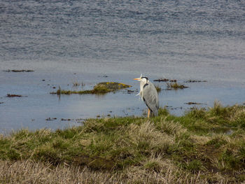 View of birds on beach