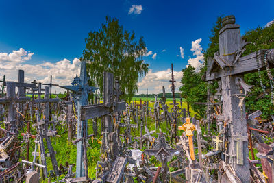 Plants by fence against blue sky