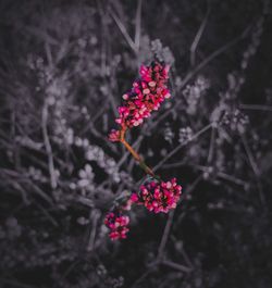 Close-up of pink flowers