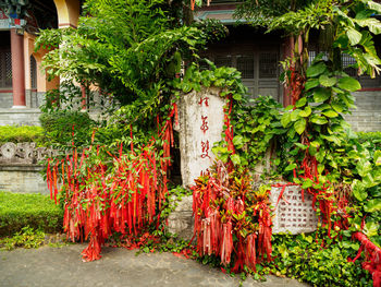 Red flower plants in garden against building