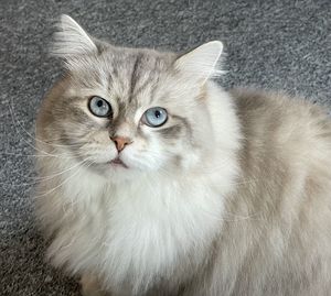 Close-up portrait of cat