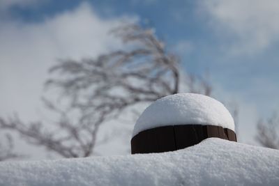 Close-up of snow on tree against sky