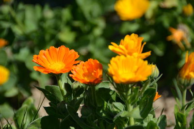 Close-up of orange flowering plants
