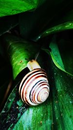 Close-up of snail on leaf