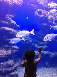 Fish swimming in sea