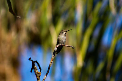 Close-up of a bird flying