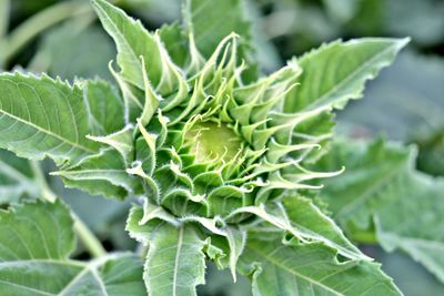 Full frame shot of fresh green plant