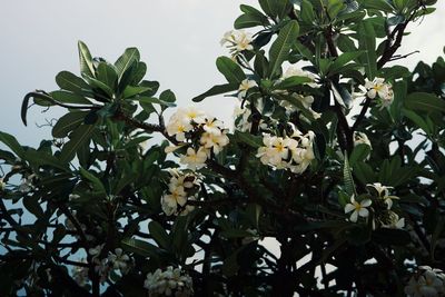 Low angle view of flowering plant against trees