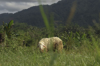 View of sheep on land