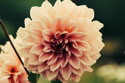 Close-up of flowers blooming outdoors