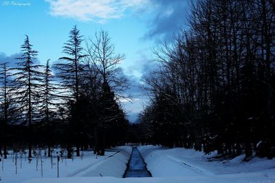 Snow covered trees in forest against sky