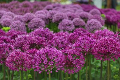Close-up of pink flowers on field