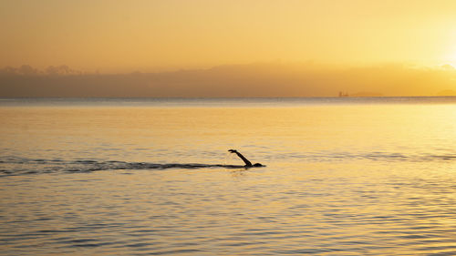 Silhouette person in sea against sky during sunset