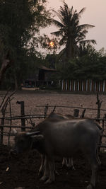 Horses on field against sky