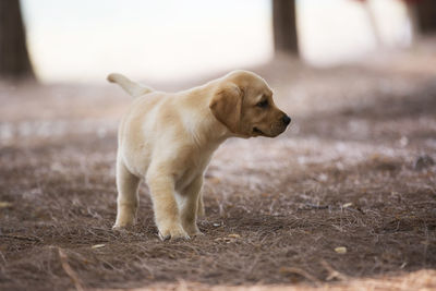 Labrador puppy walking in jungle
