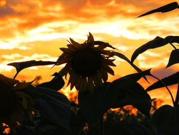 Close-up of orange flower against sky during sunset