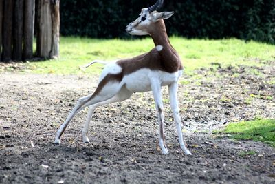 Deer standing in a field