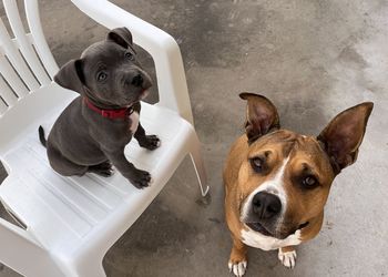 Gray puppy and brown dog, two dogs are sitting.