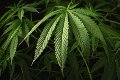 Marijuana leaves, cannabis on a dark background.
