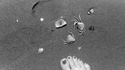 Low section of woman by crabs on sand at beach