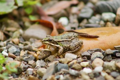 Close-up of frog on rock