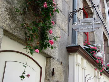 Low angle view of potted plants