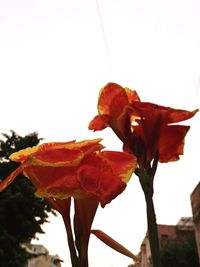 Close-up of red flowering plant against sky