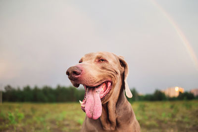 Close-up of a dog looking away