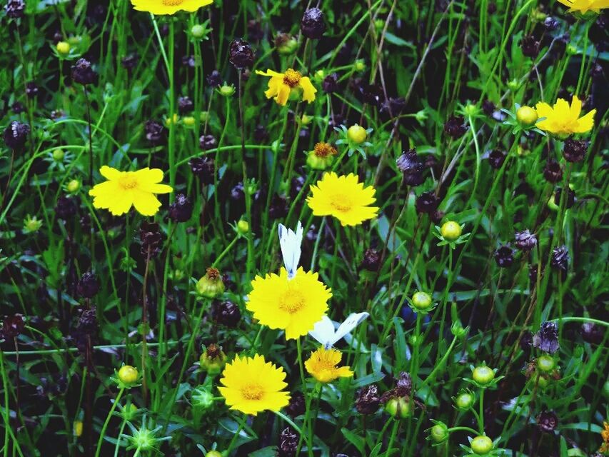 YELLOW FLOWERS BLOOMING ON FIELD