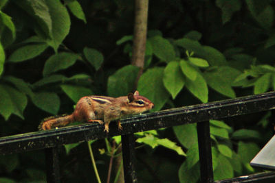Close-up of bird perching on railing