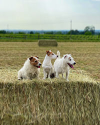 Sheep on grassy field