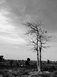 Tree on field against sky