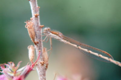 Close-up of insect on plant