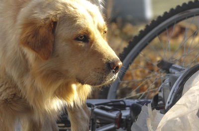 Close-up of dog by bicycle on field