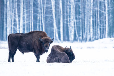 Isolated european bison in harsh winter times