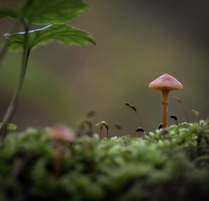 Close-up of mushroom growing on field