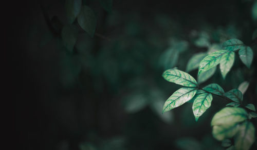 Close-up of wet leaves