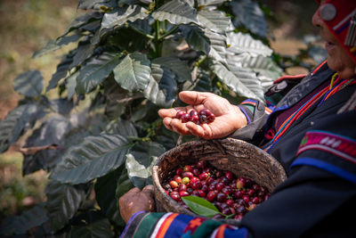 Cropped hand of woman holding berries at farm