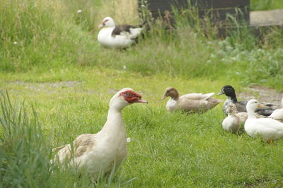 Ducks in a field